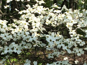 Dogwood