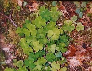 Irish shamrock photo by Genese Blomquist Sweeney