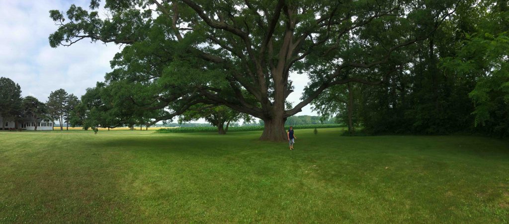 Cindy under massive oak tree