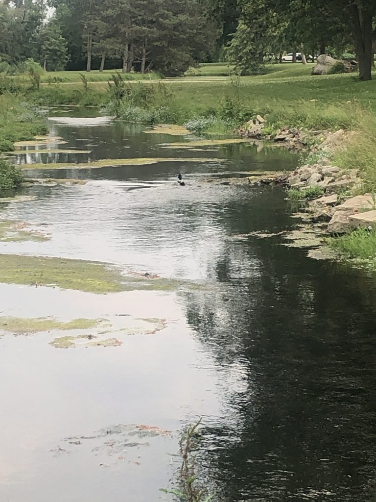 trout stream