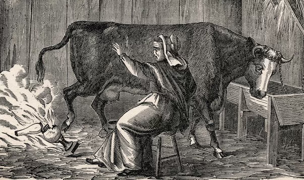 woman with cow